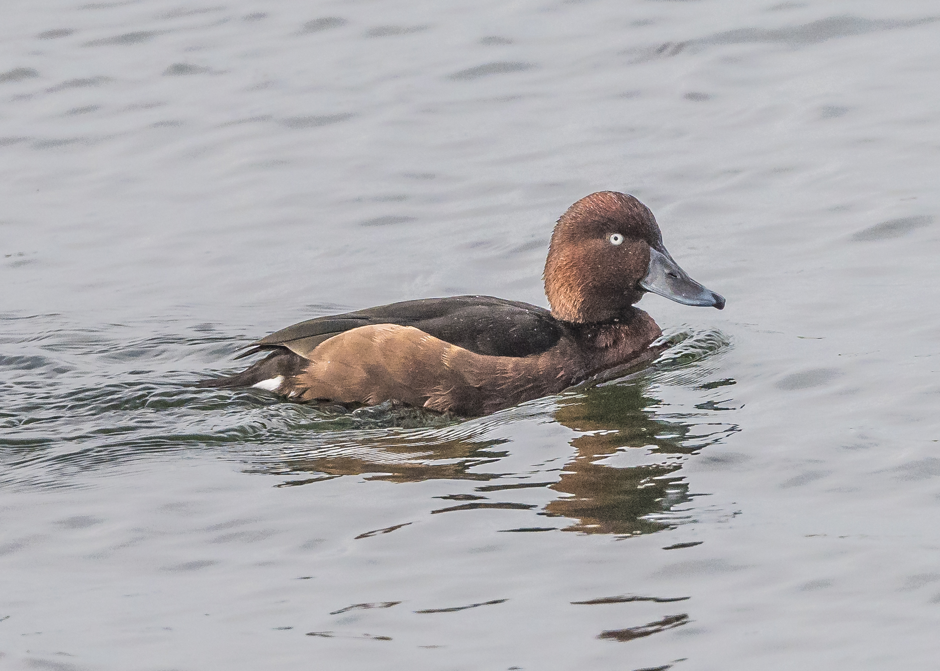 Ferruginous Duck