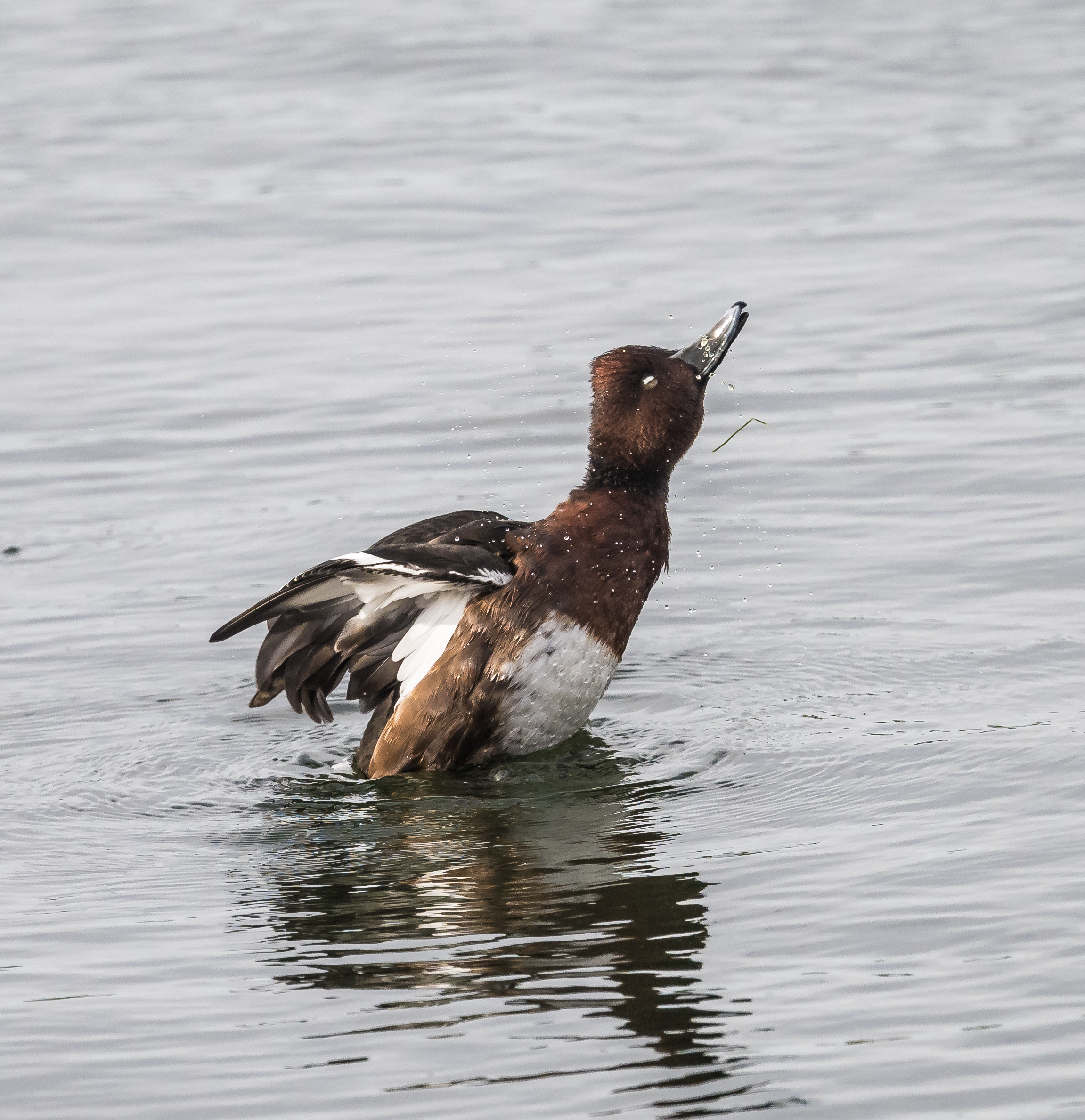 Ferruginous Duck
