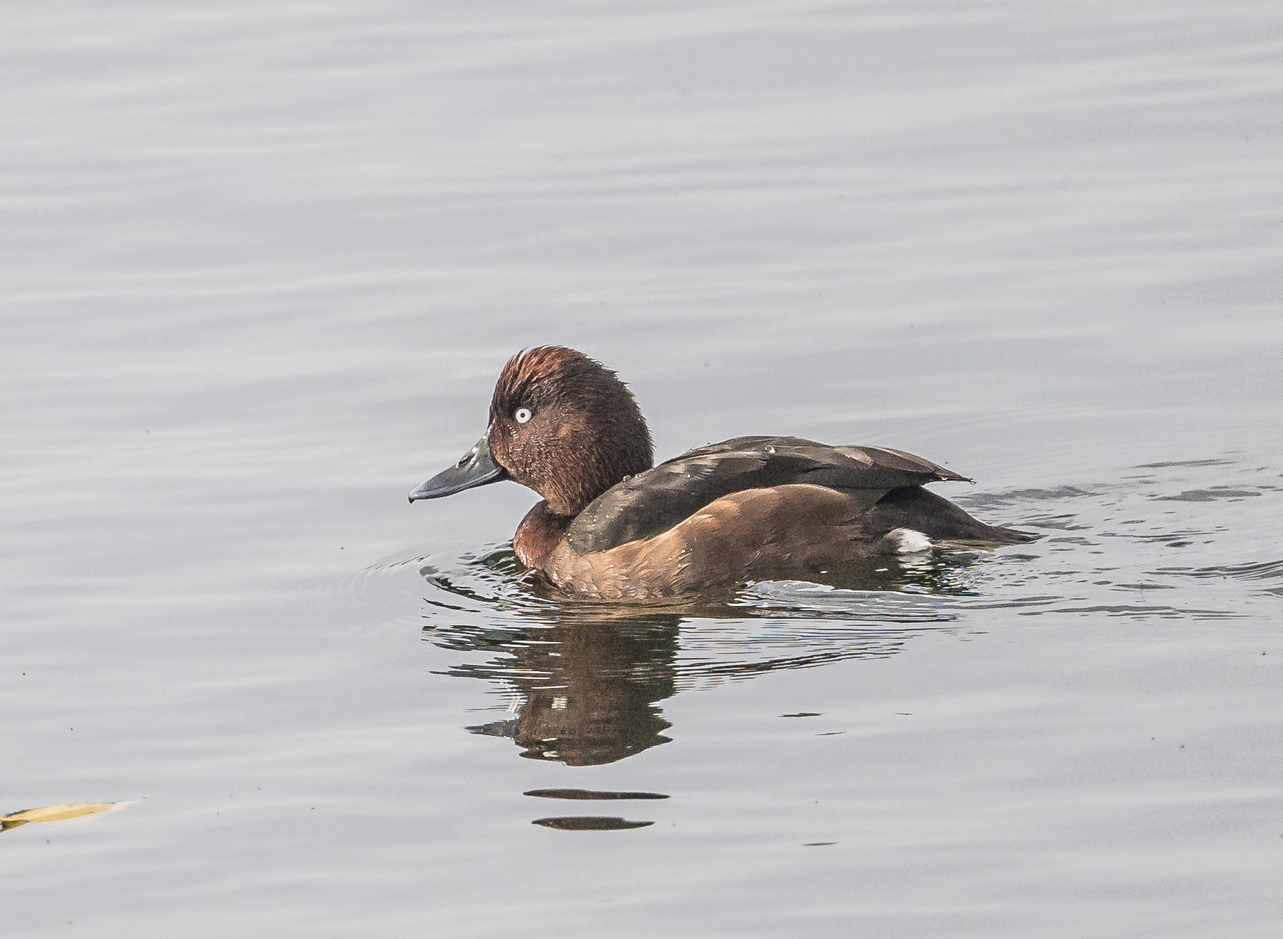 Ferruginous Duck