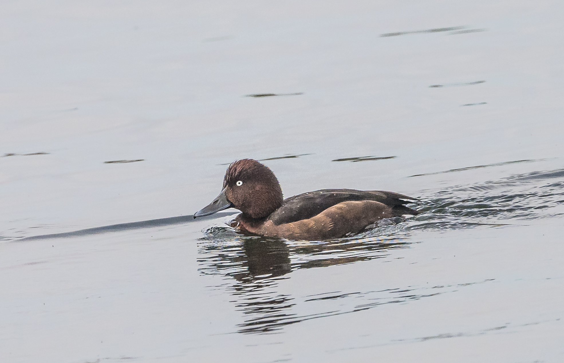 Ferruginous Duck