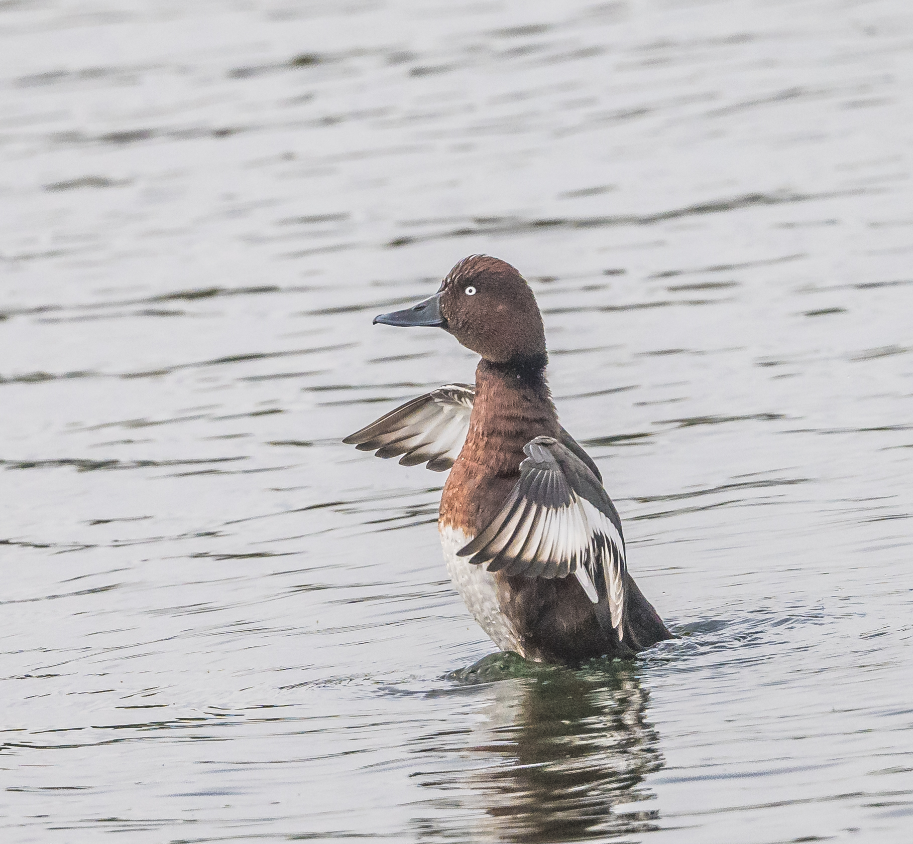 Ferruginous Duck
