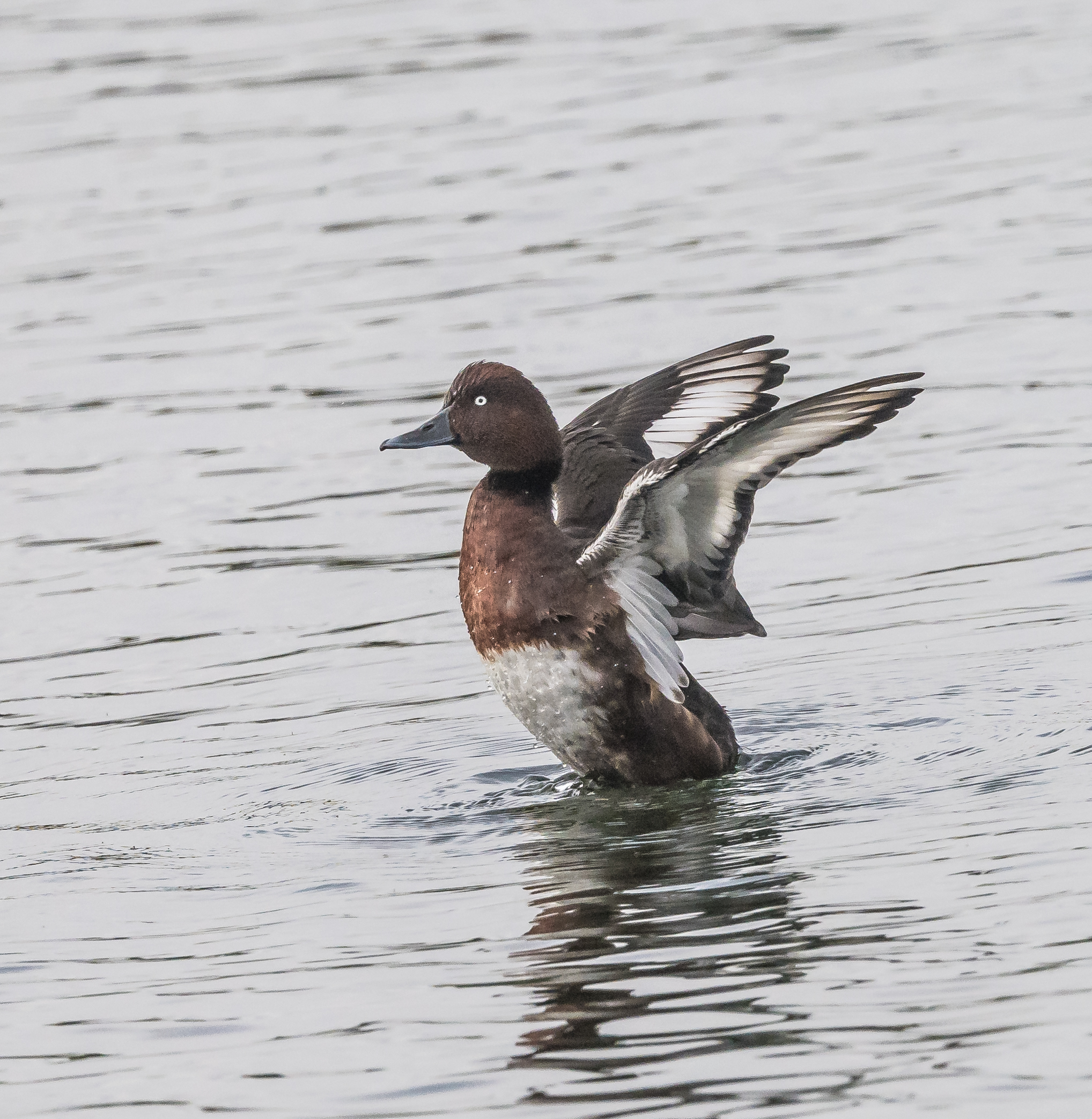 Ferruginous Duck