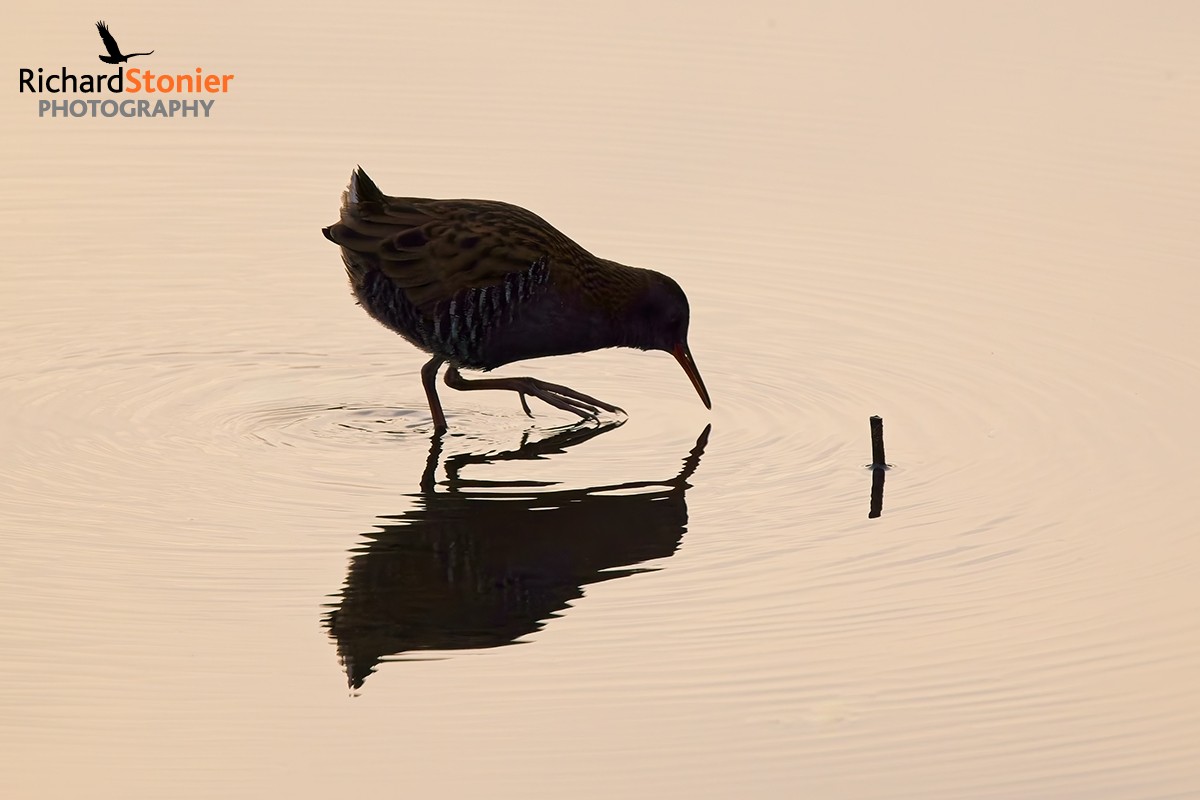 Water Rail