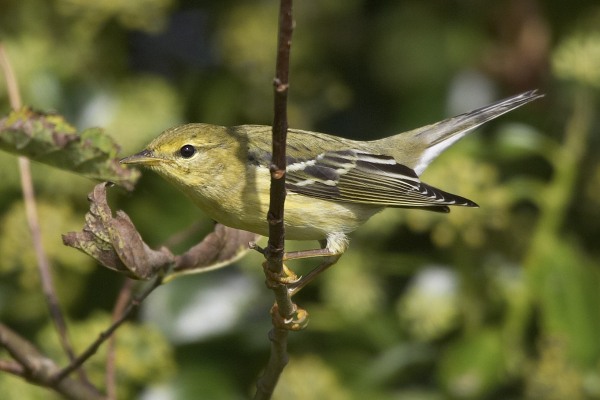 Blackpoll Warbler