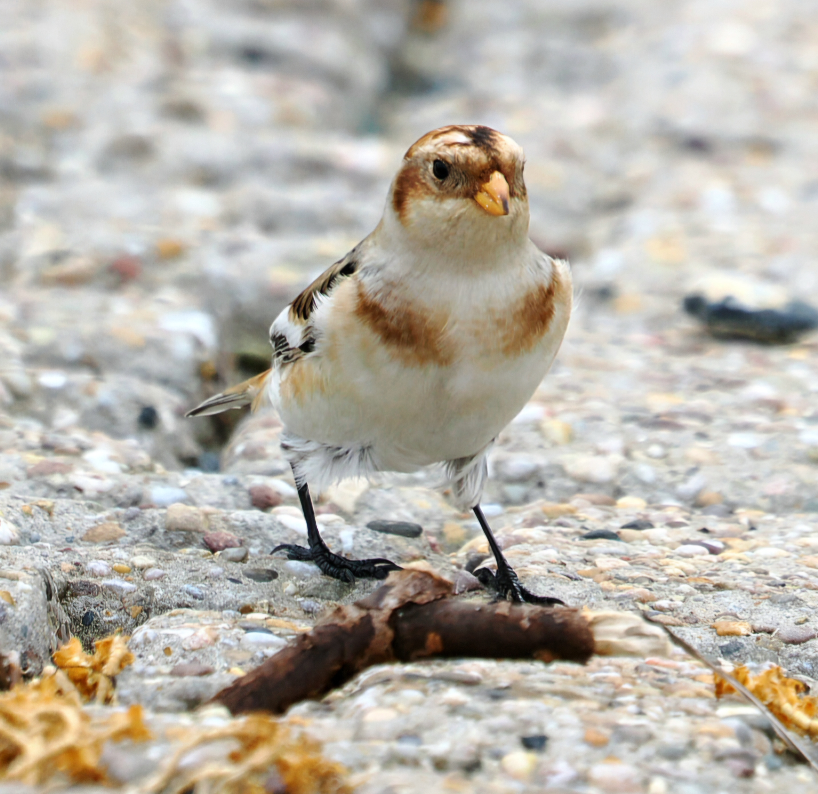 Snow Bunting