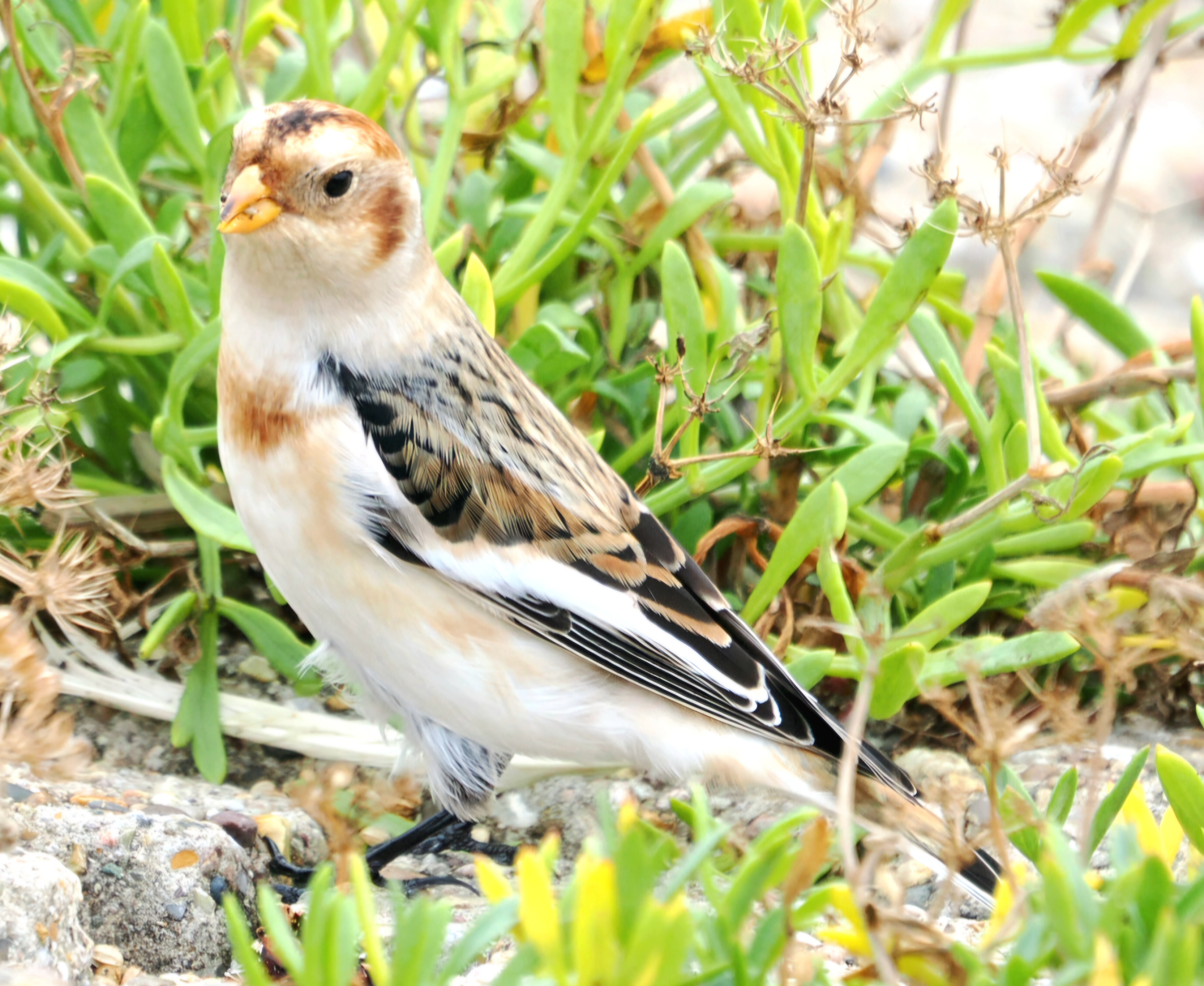 Snow Bunting
