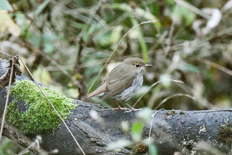 Rufous-tailed Robin