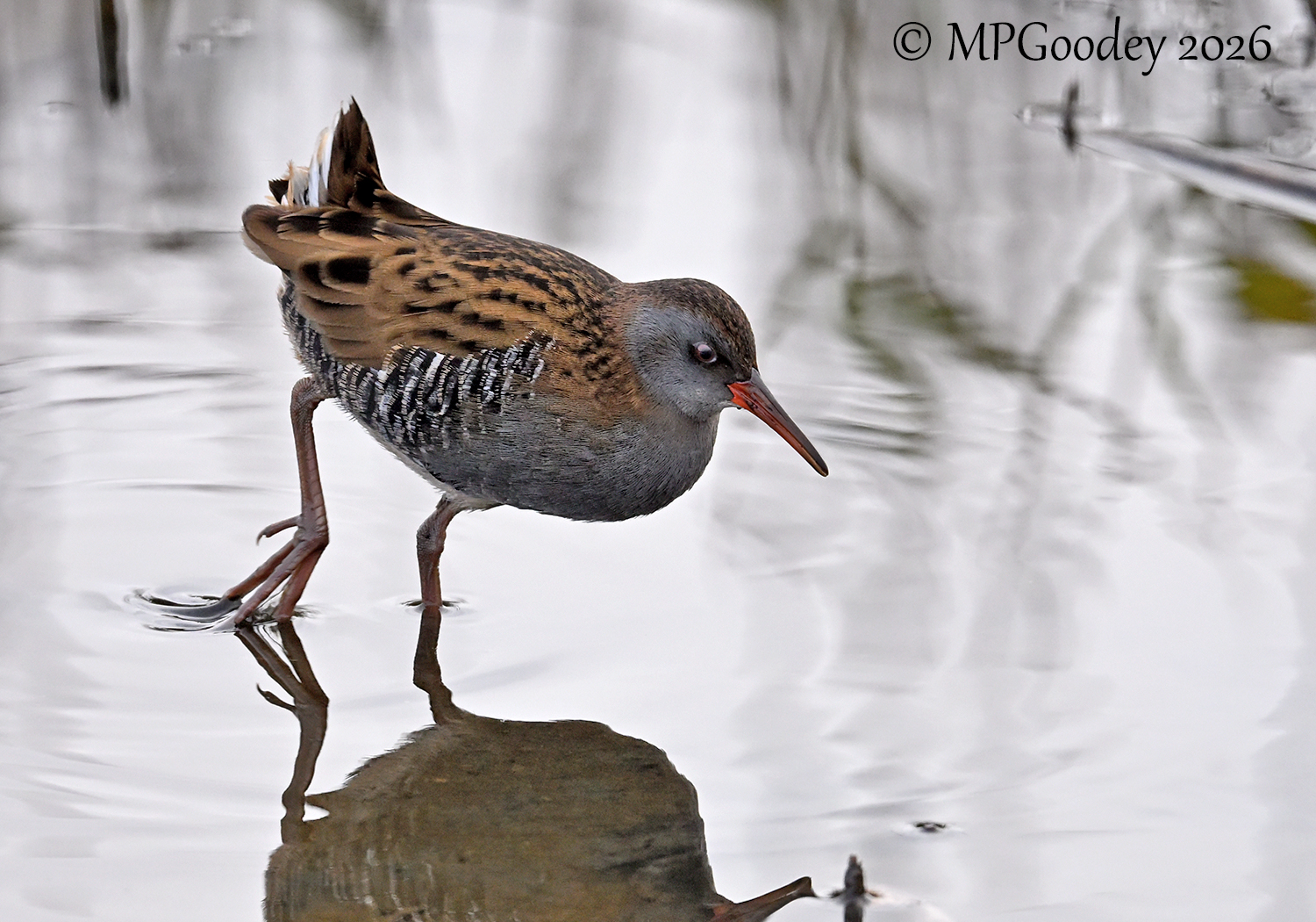 Water Rail
