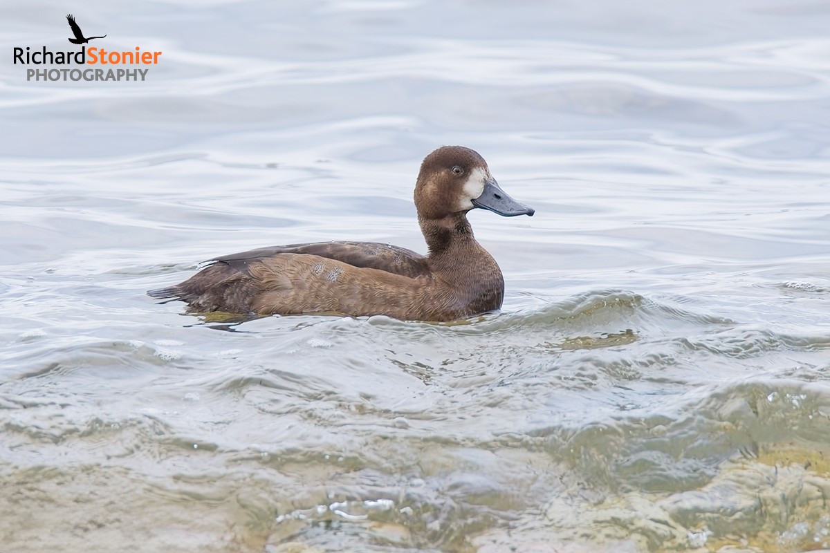 Scaup