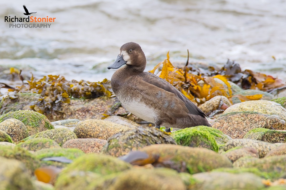 Scaup