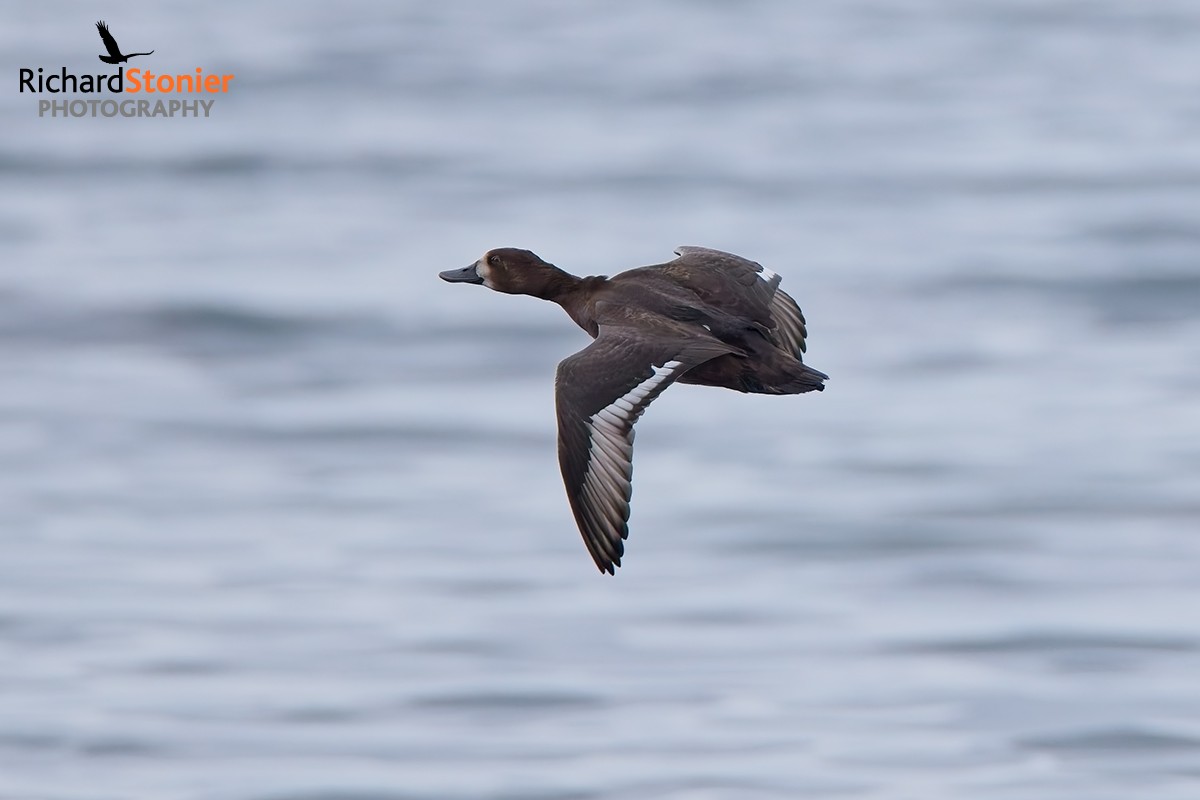 Scaup