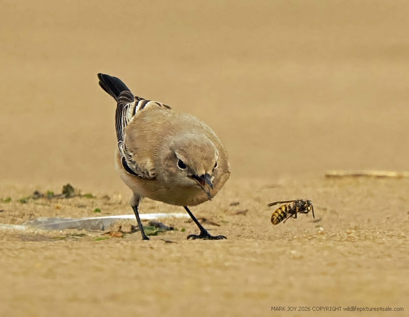 Desert Wheatear