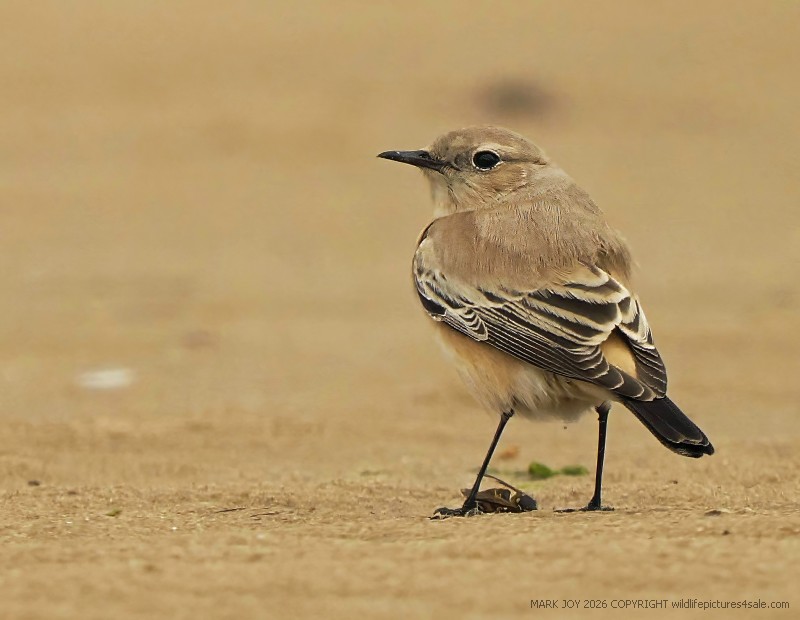 Desert Wheatear