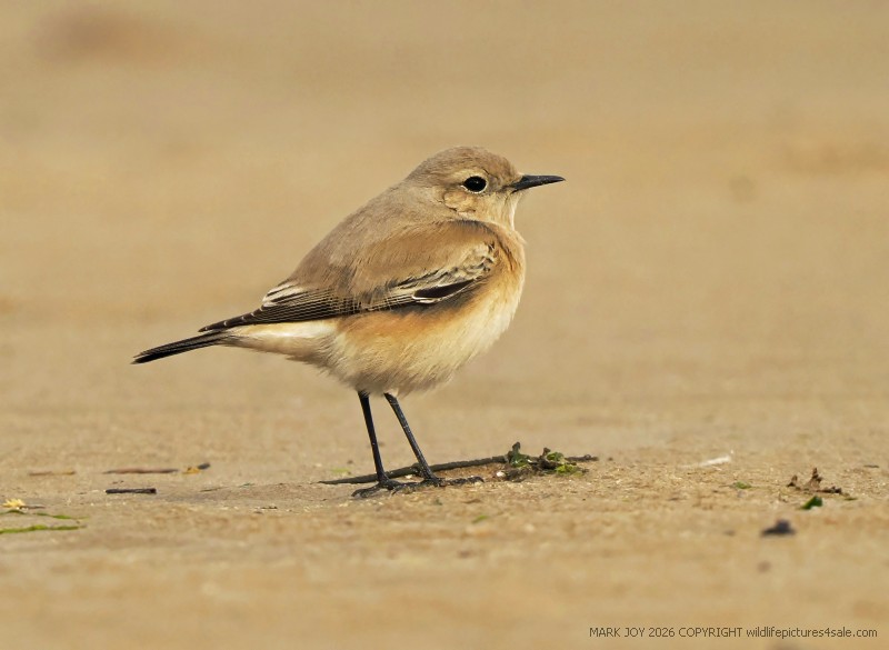 Desert Wheatear