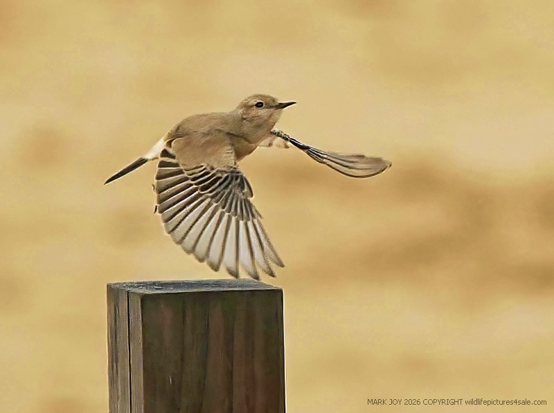 Desert Wheatear