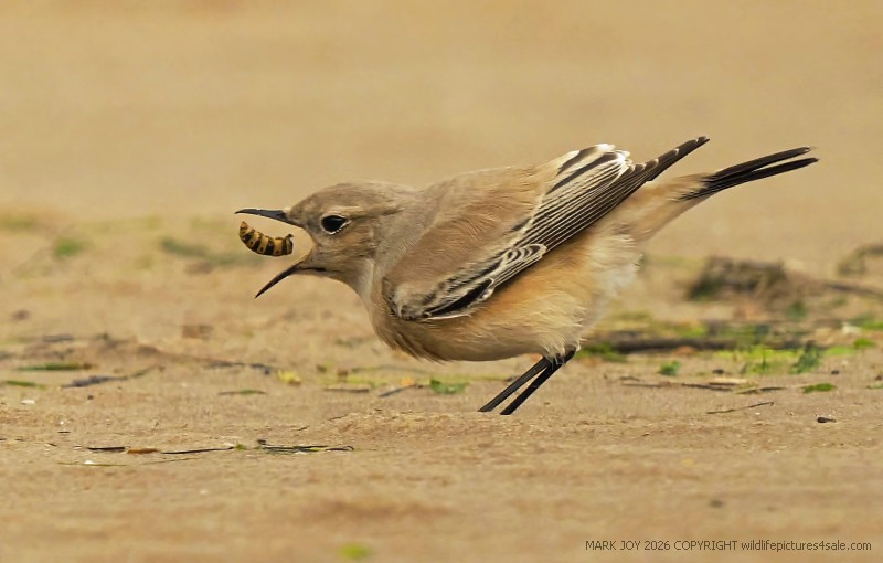 Desert Wheatear