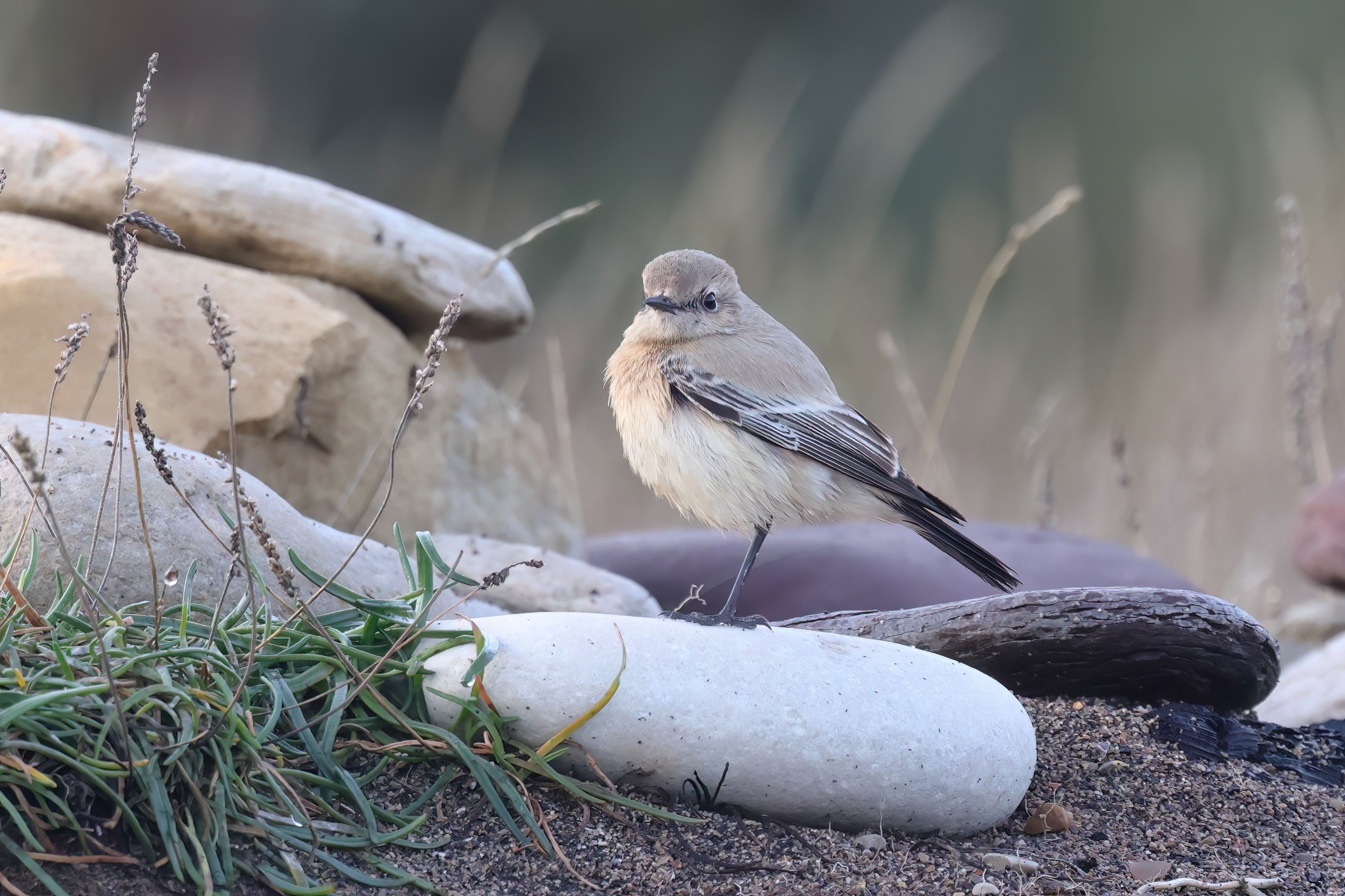 Desert Wheatear