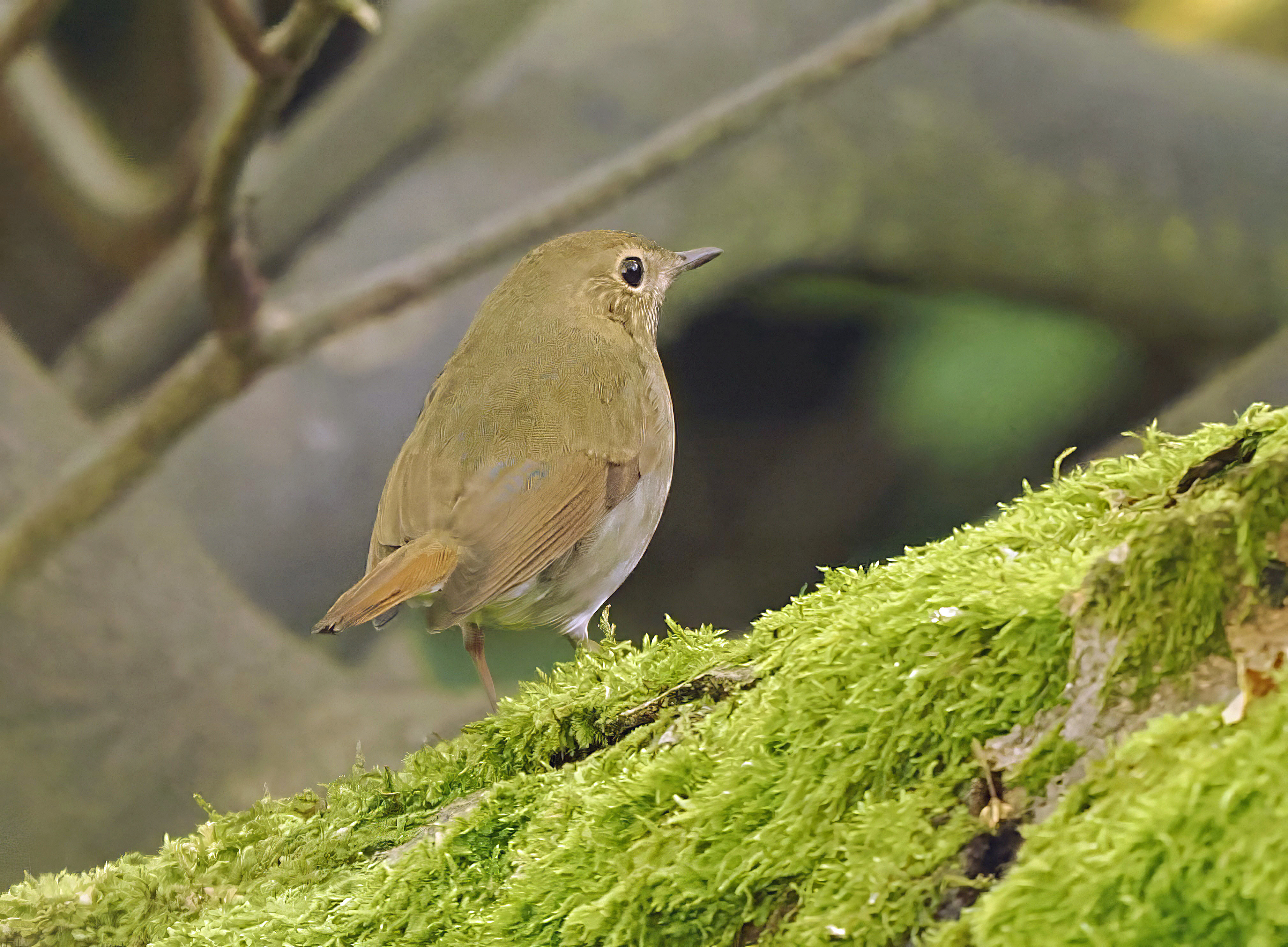 Rufous-tailed Robin