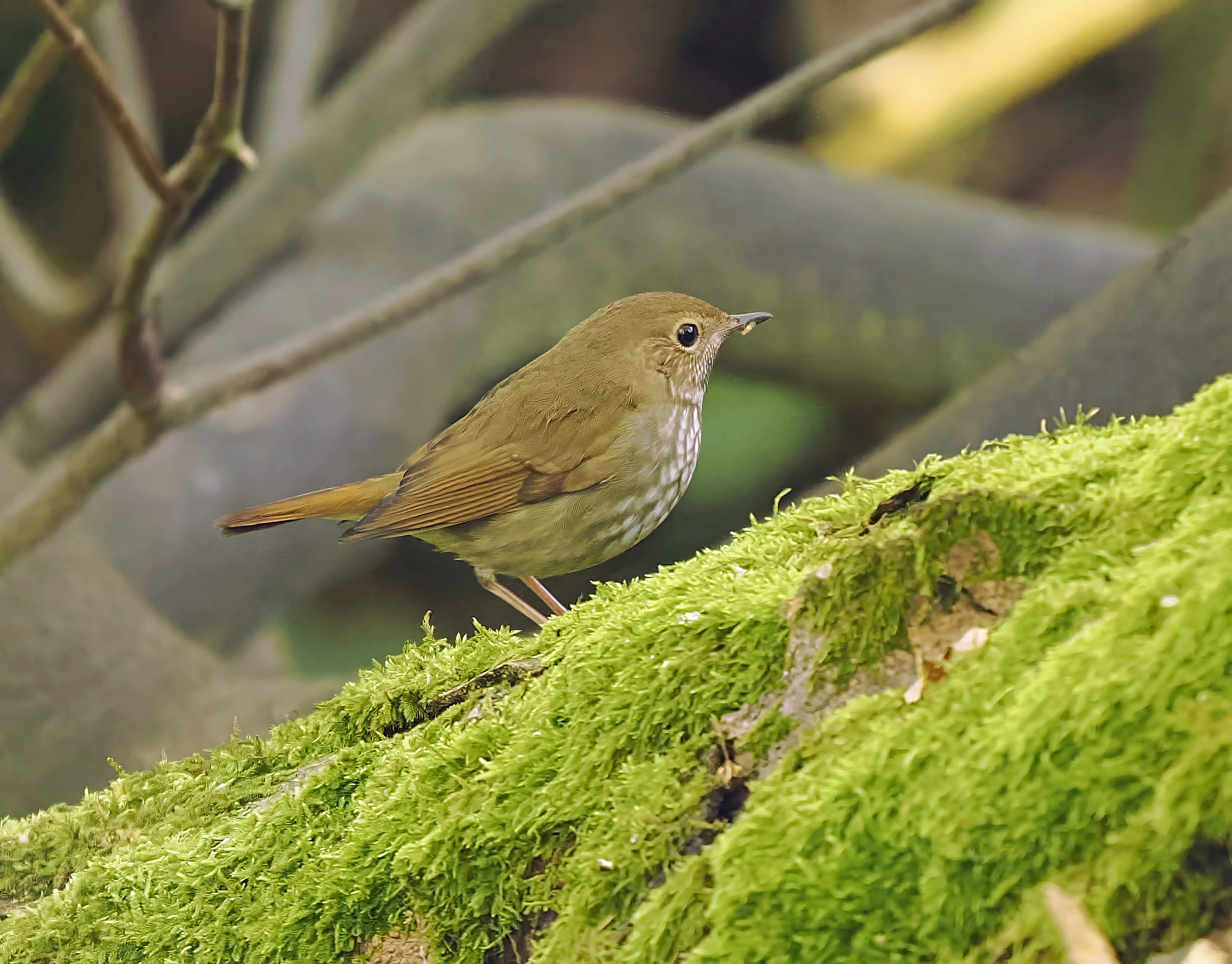 Rufous-tailed Robin