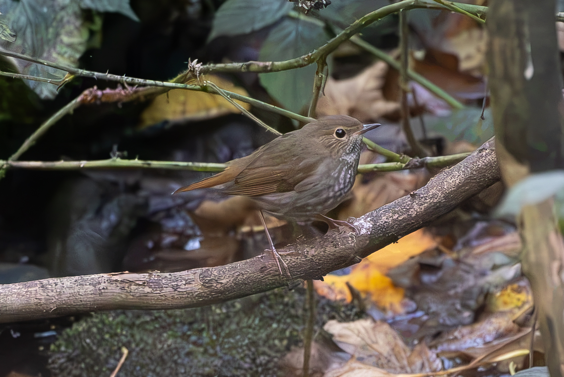 Rufous-tailed Robin