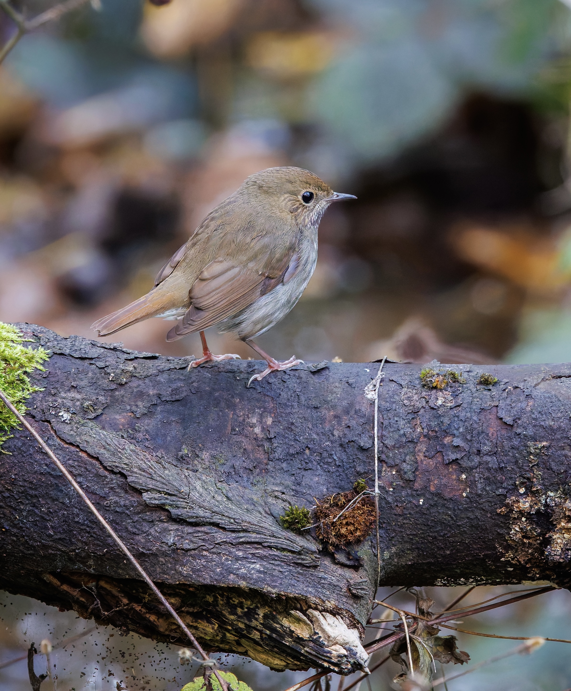 Rufous-tailed Robin