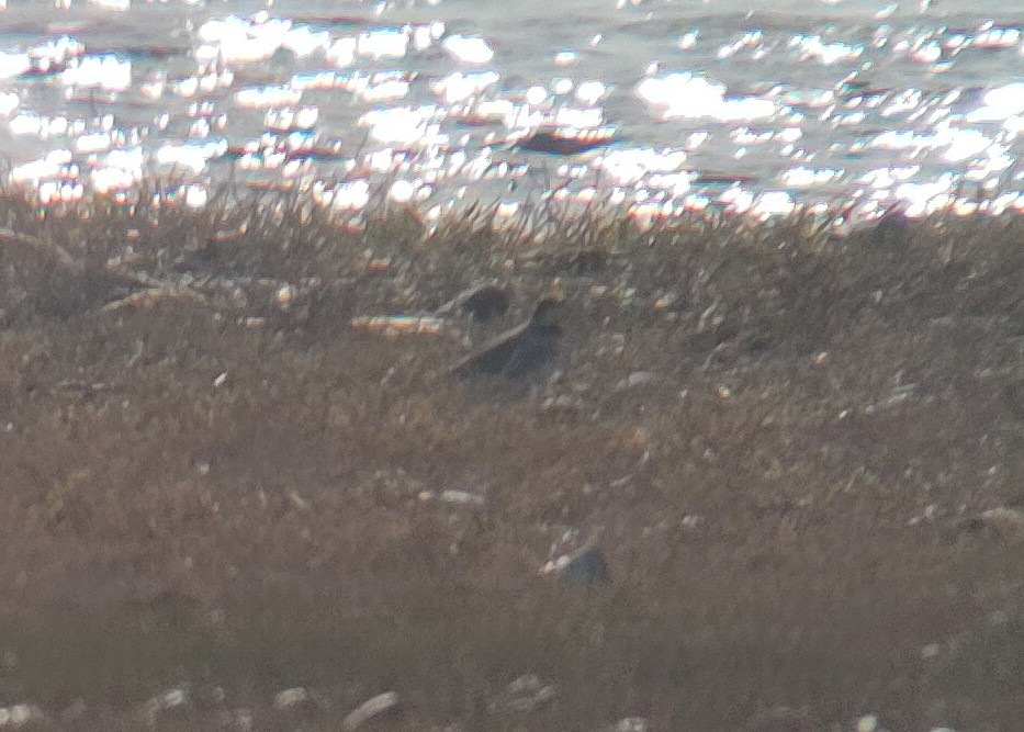 Shorelark