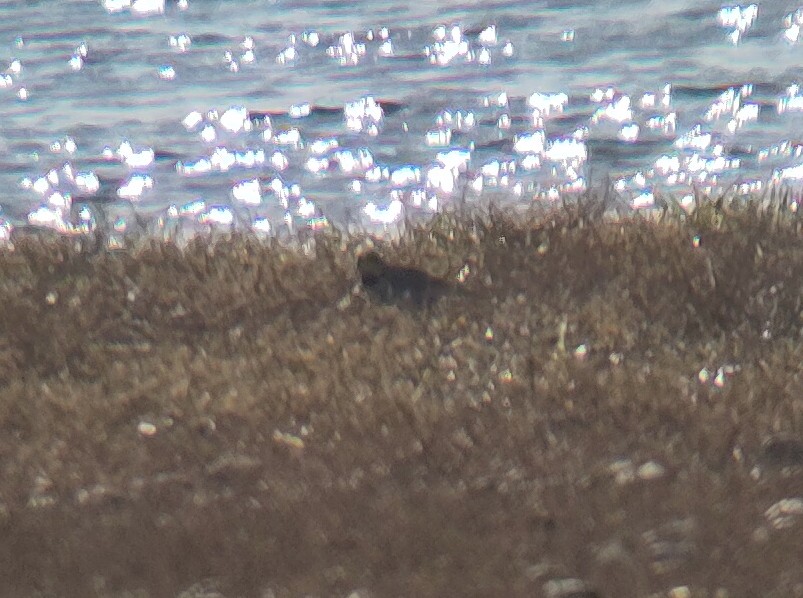 Shorelark