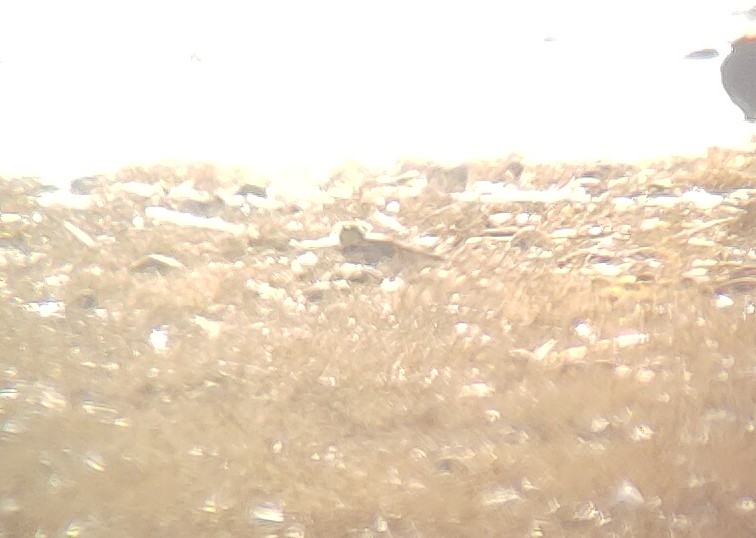 Shorelark