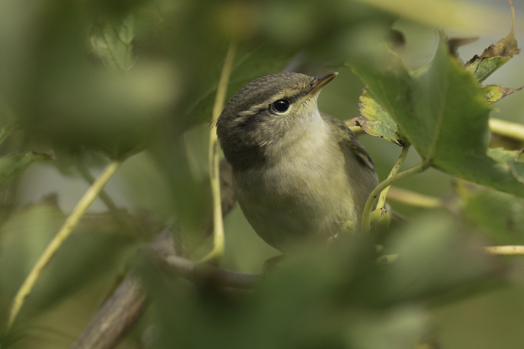 Radde's Warbler