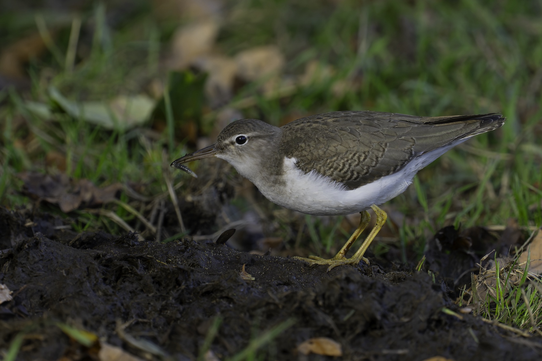 Spotted Sandpiper