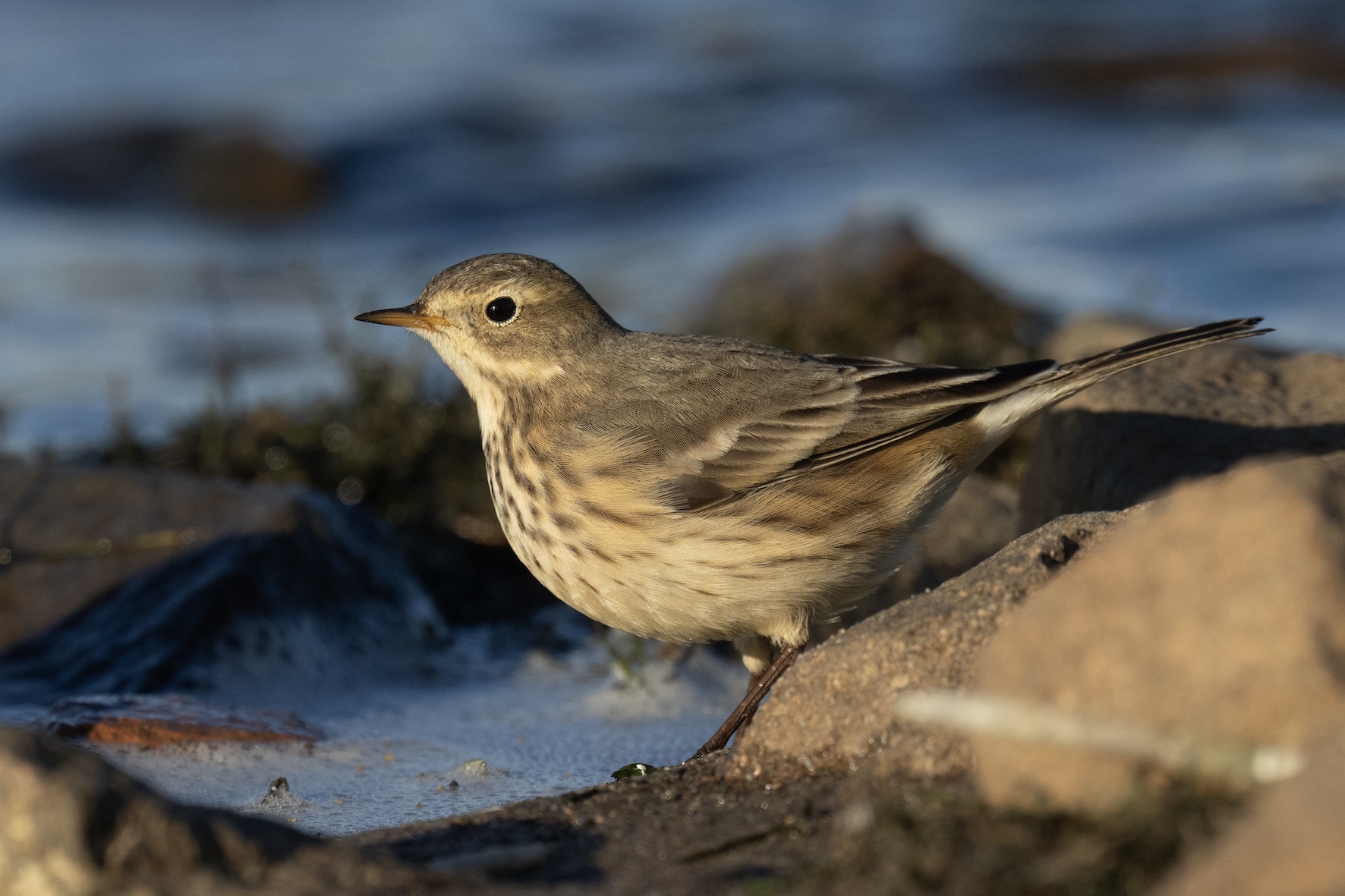 American Pipit