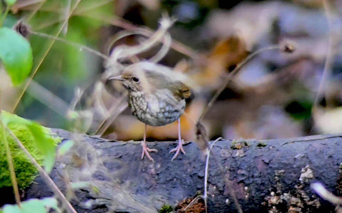 Rufous-tailed Robin
