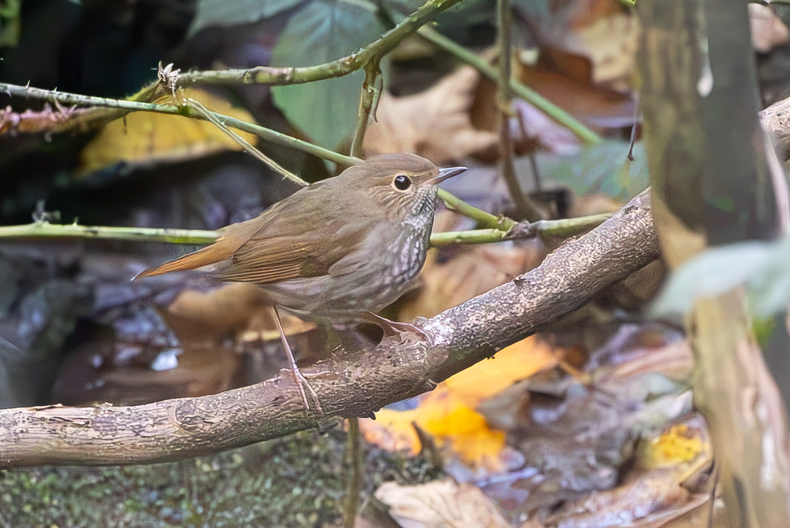 Rufous-tailed Robin