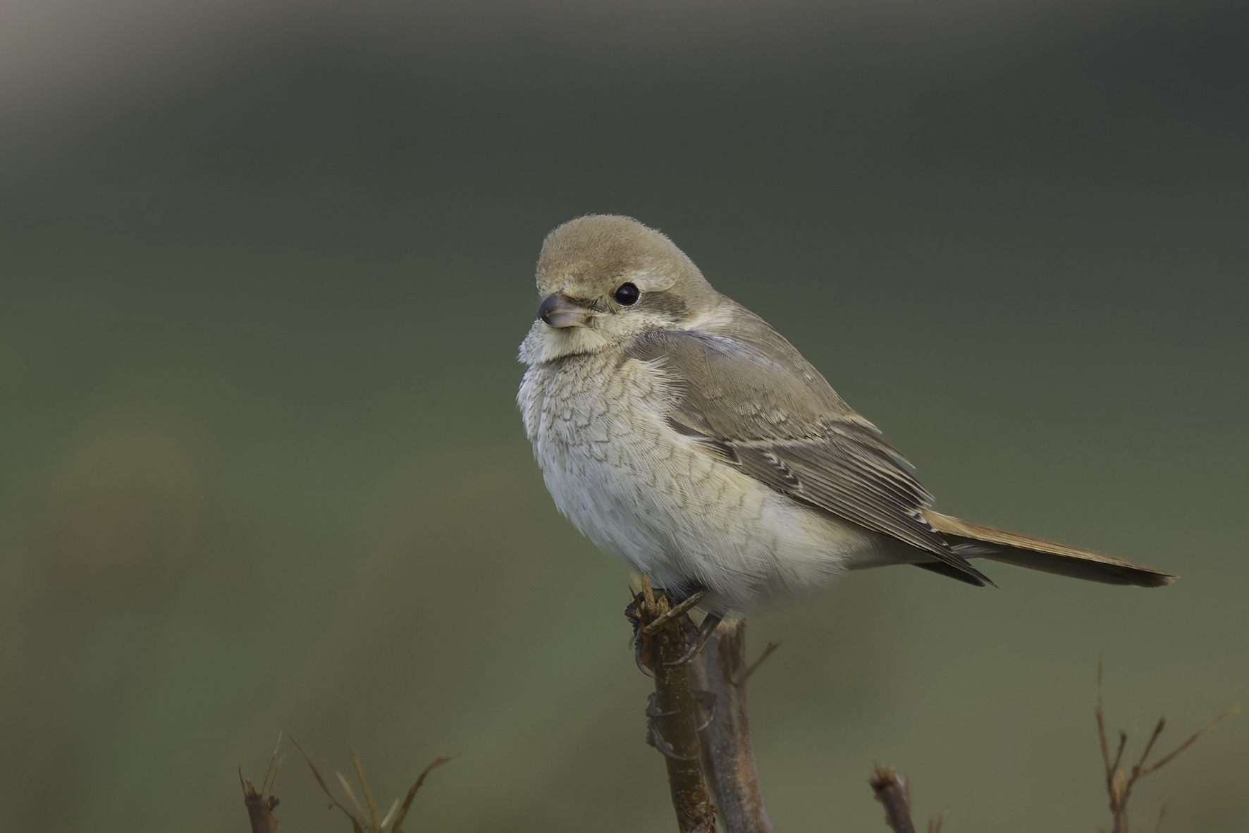 Isabelline Shrike