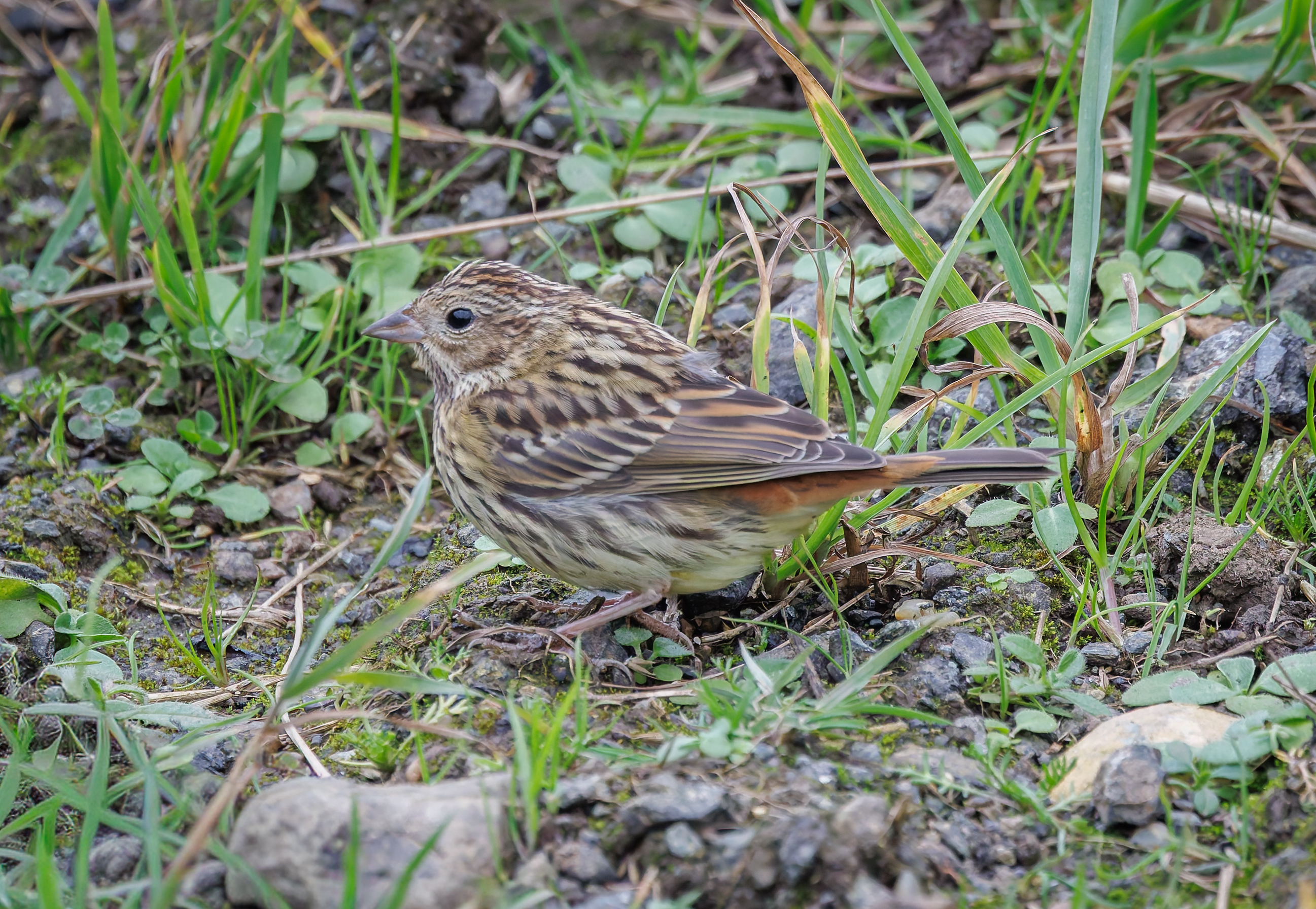 Chestnut Bunting