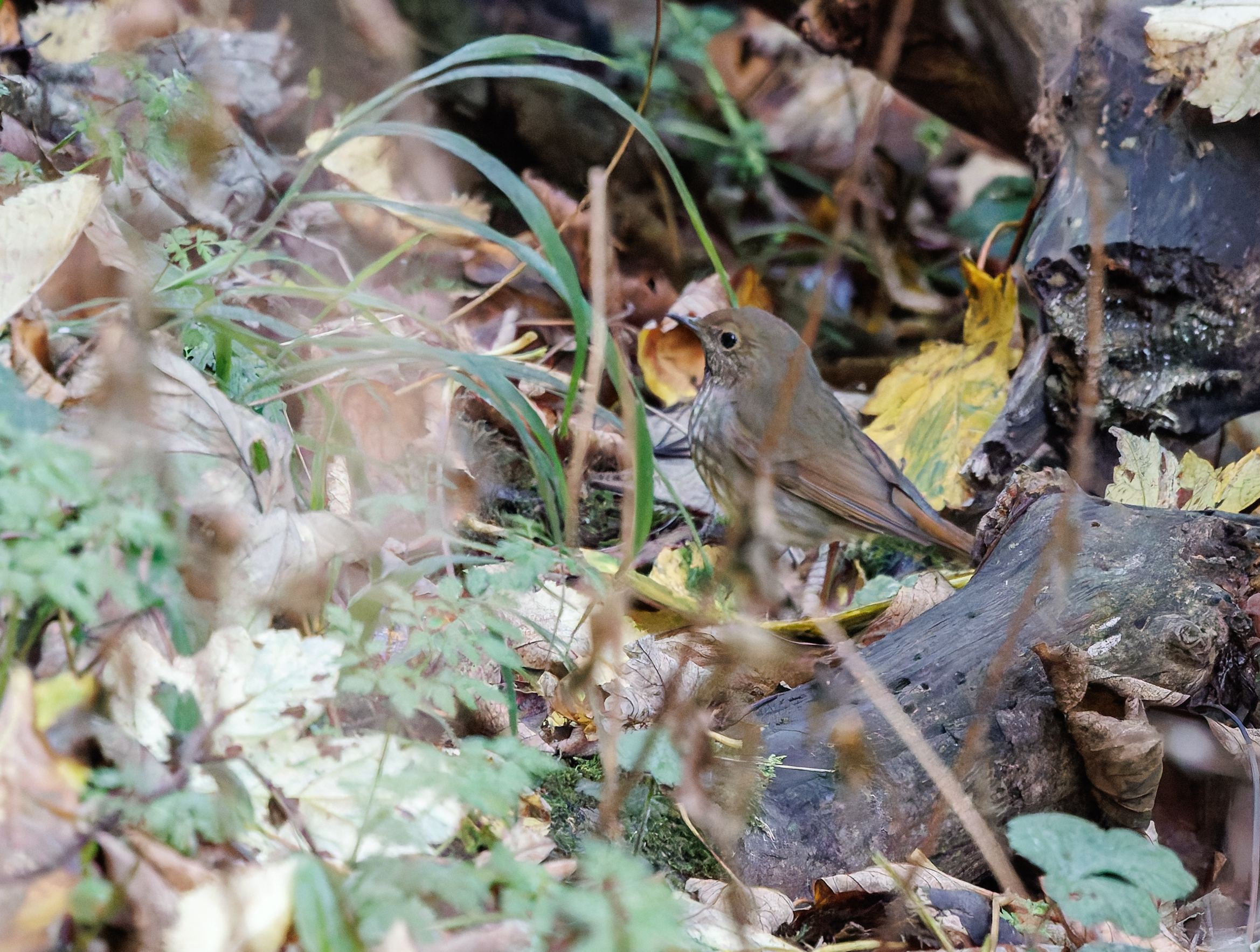 Rufous-tailed Robin