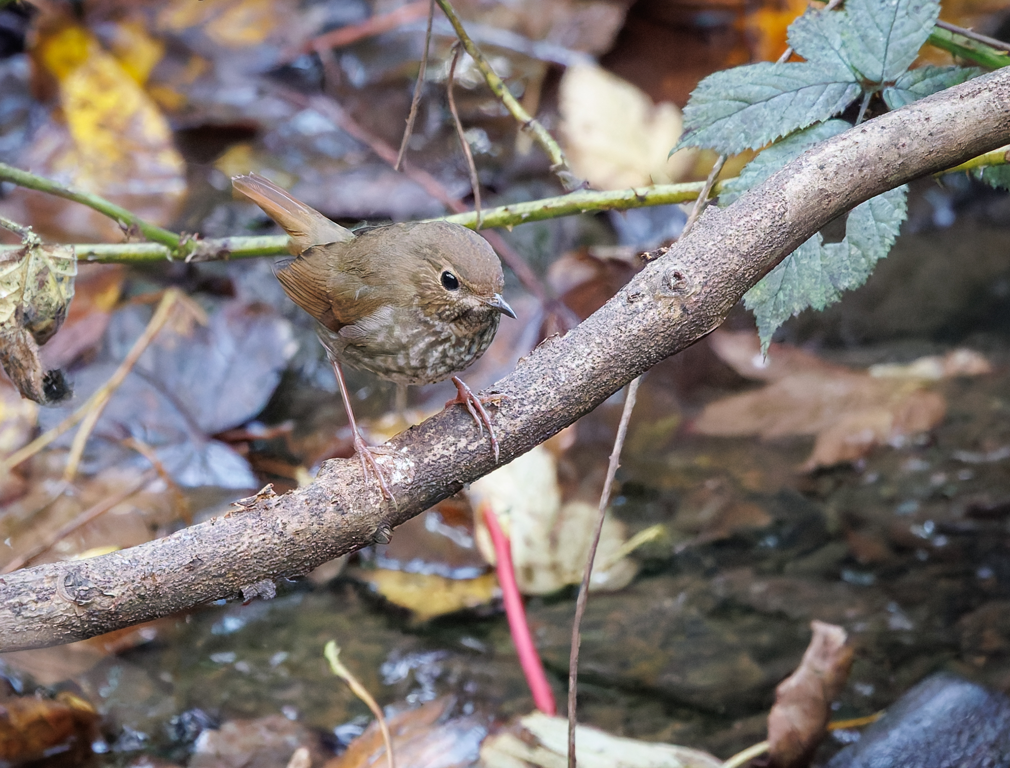 Rufous-tailed Robin