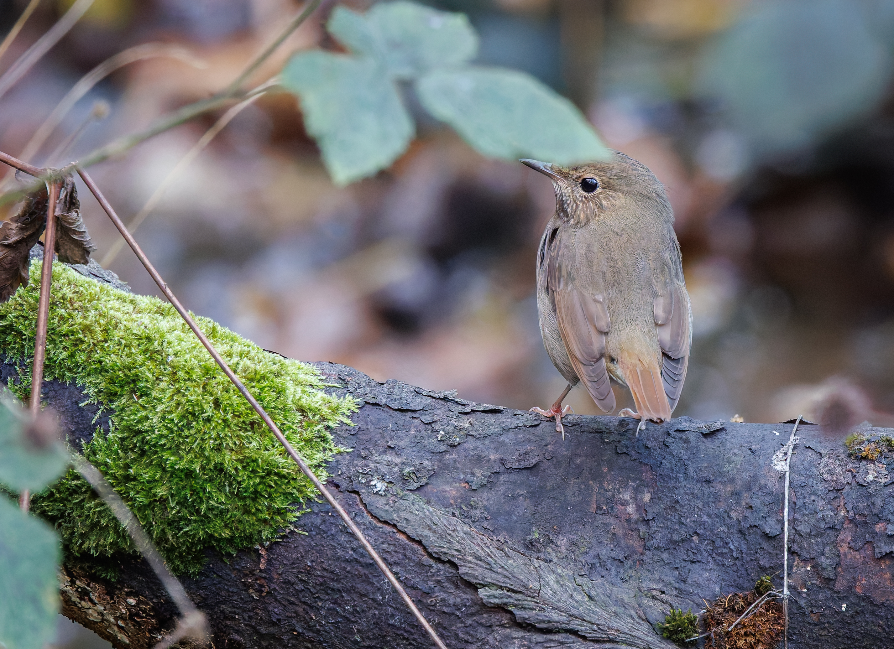 Rufous-tailed Robin