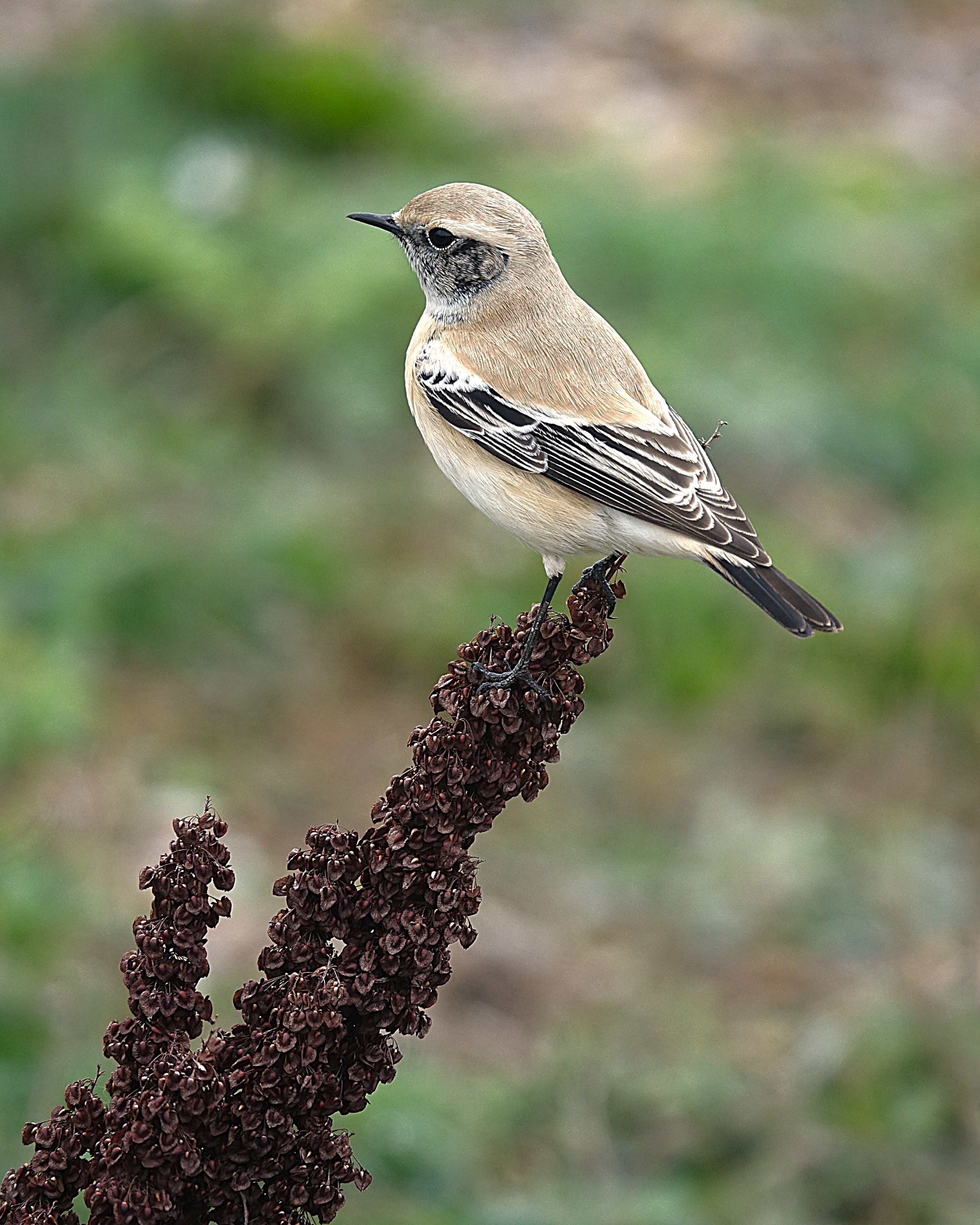 Desert Wheatear