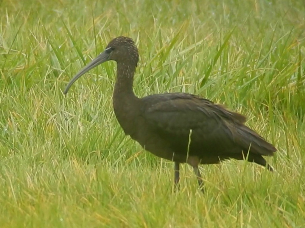 Glossy Ibis