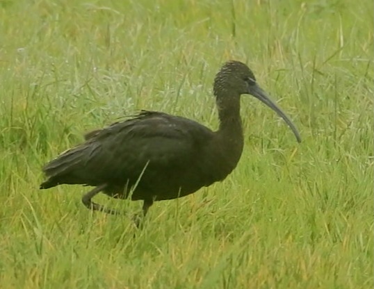 Glossy Ibis