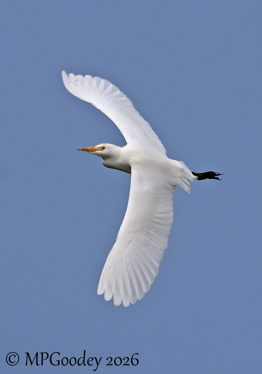 Cattle Egret