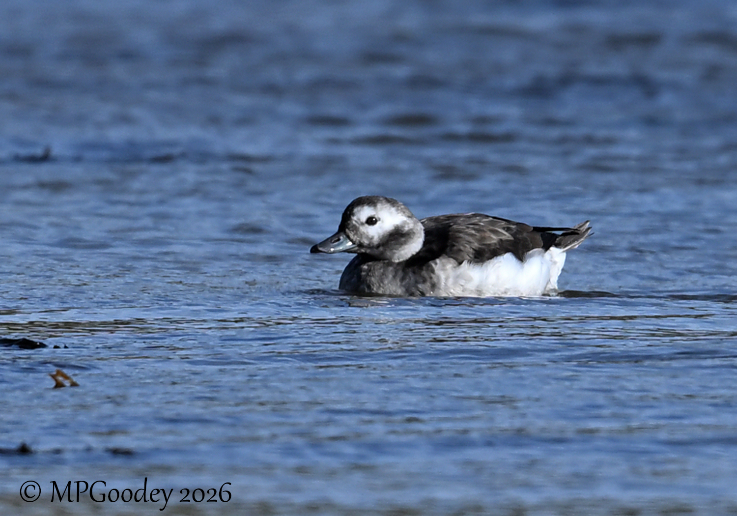 Long-tailed Duck