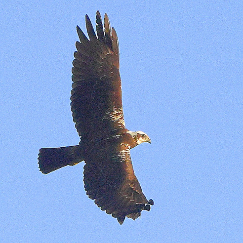 Marsh Harrier
