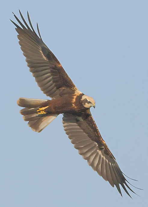Marsh Harrier