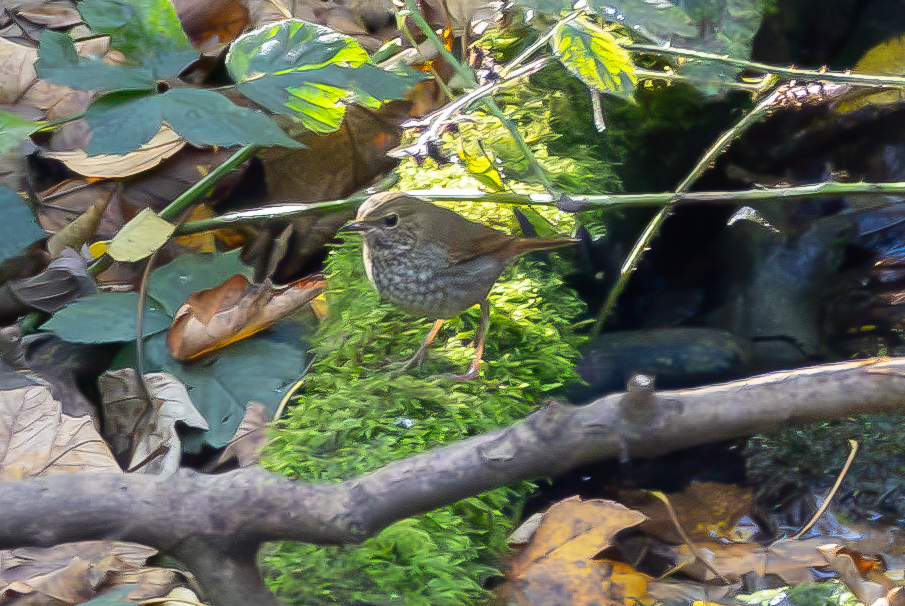 Rufous-tailed Robin
