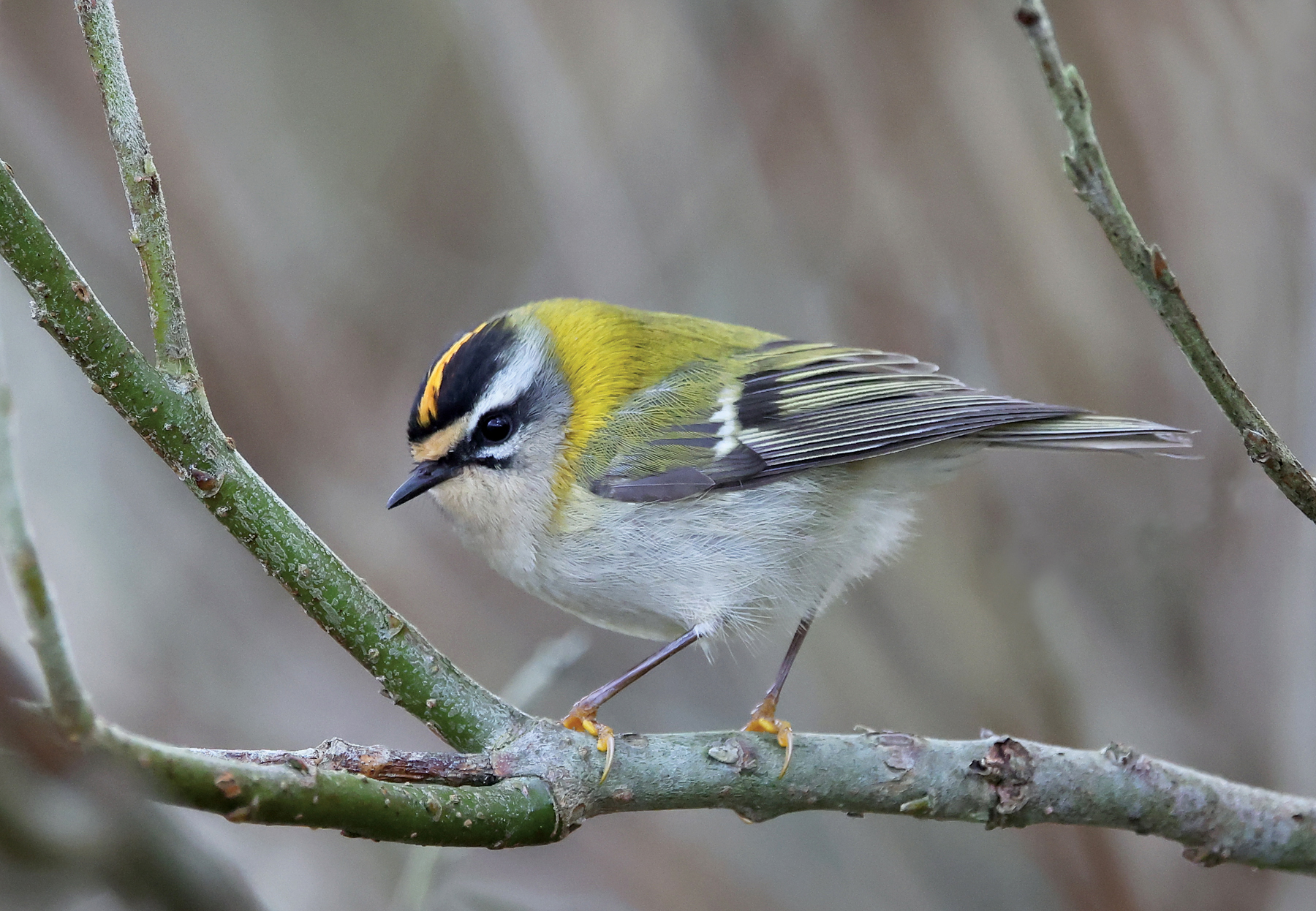 Firecrest