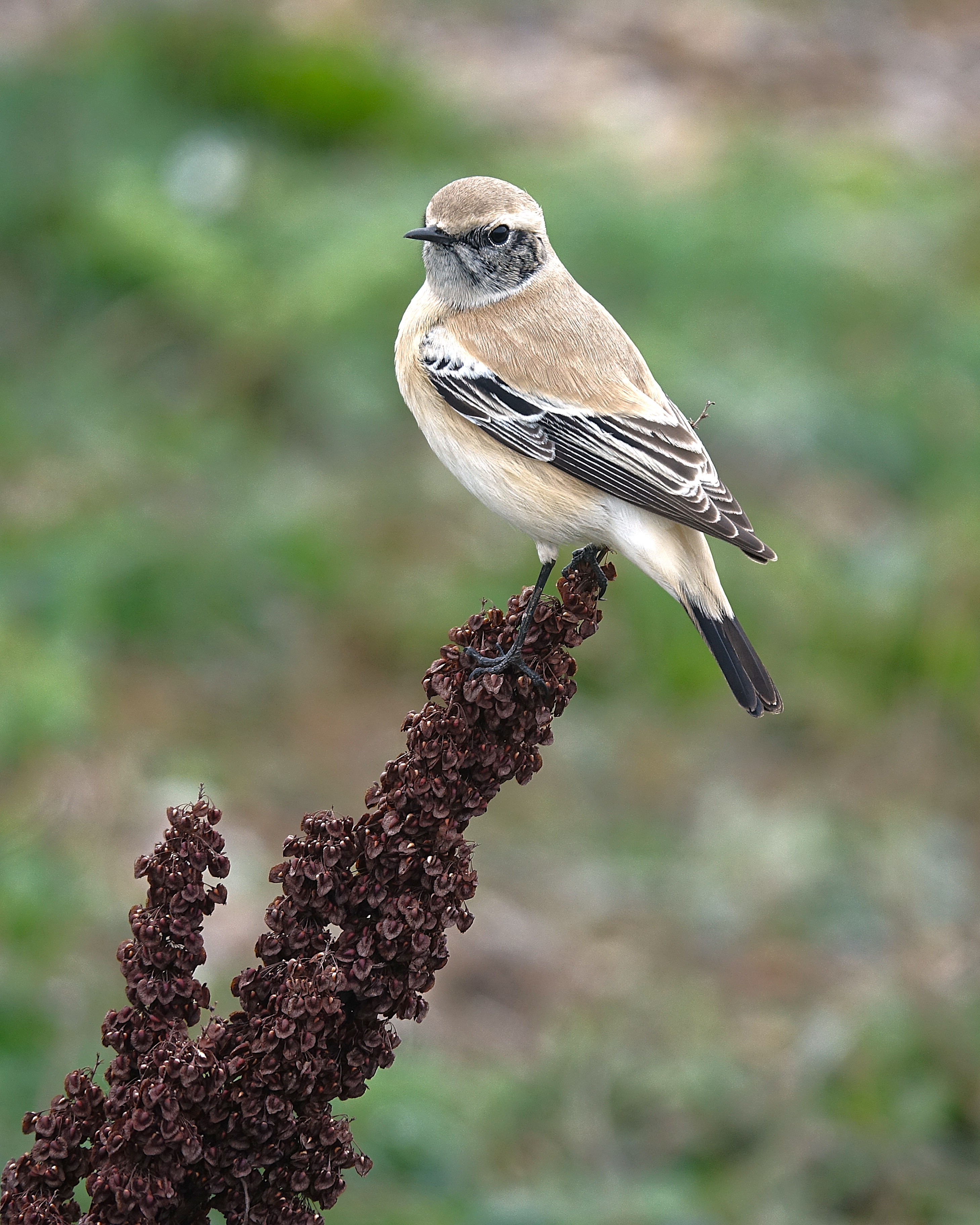Desert Wheatear