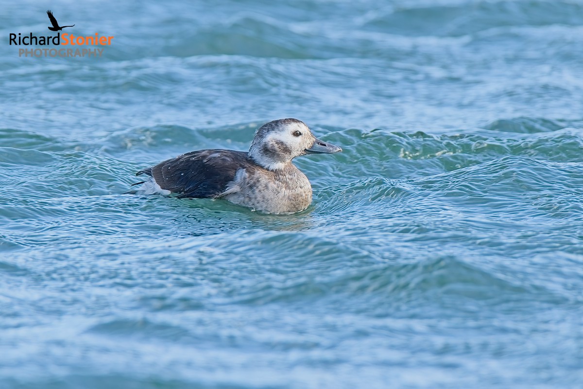 Long-tailed Duck