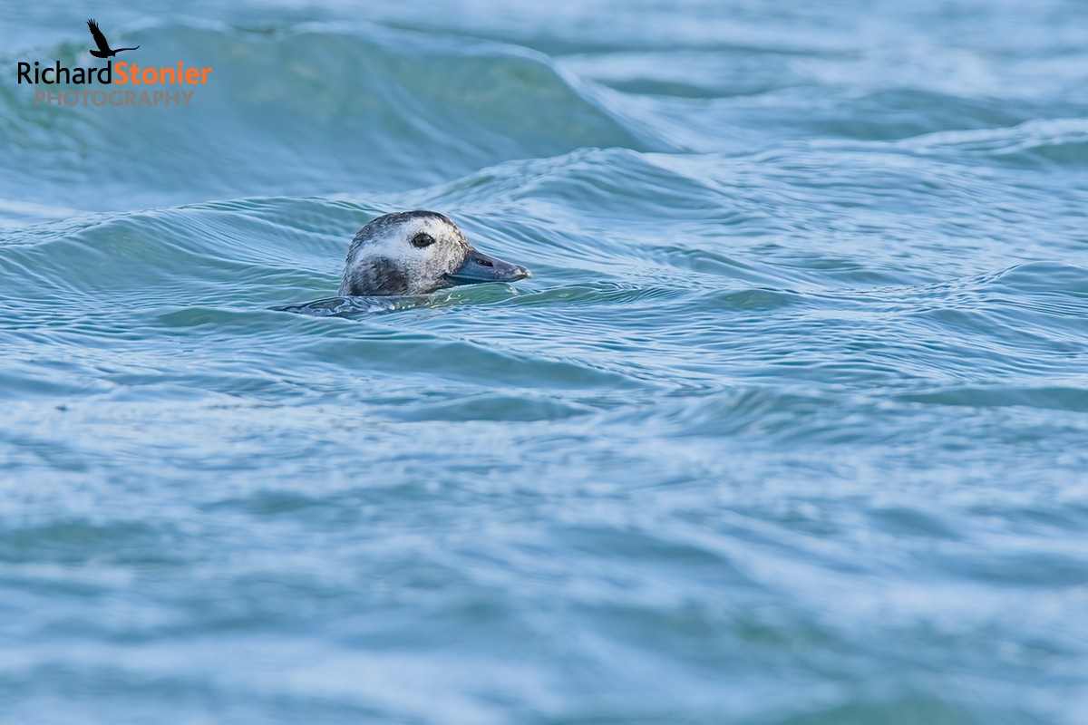 Long-tailed Duck